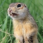 Ctr