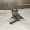 Михаил